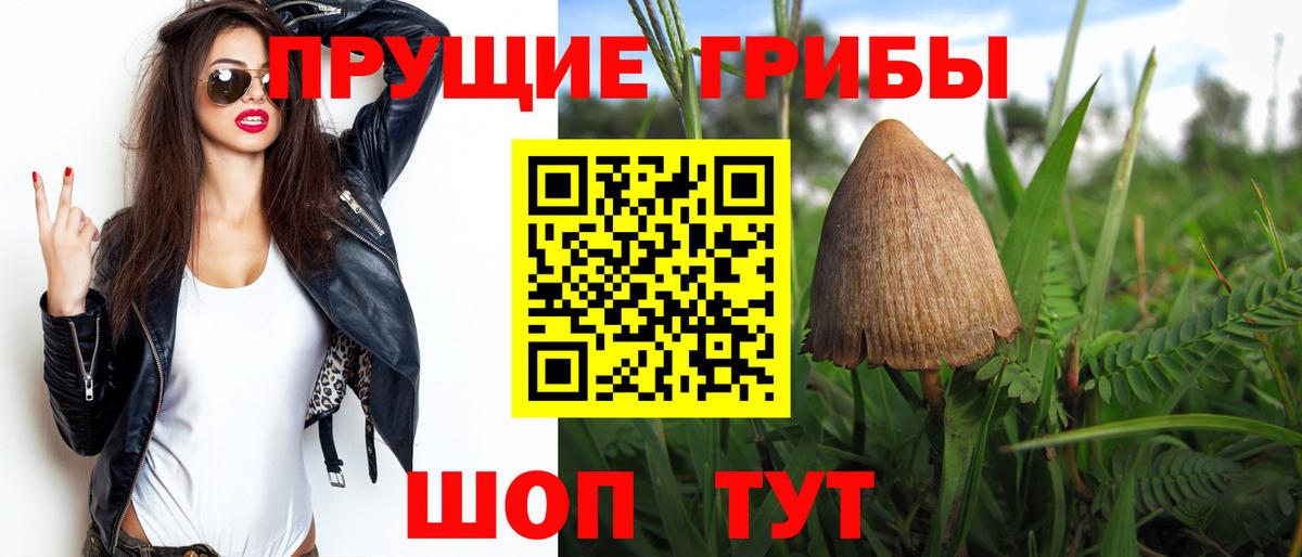 Галлюциногенные грибы Psilocybe Абакан